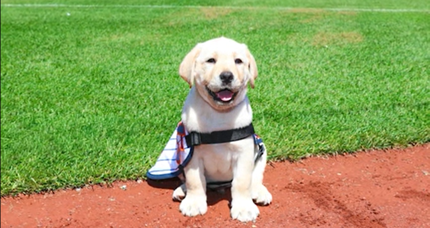 Video thumbnail for Meet Howie — the Mets’ newest teammate with a big future