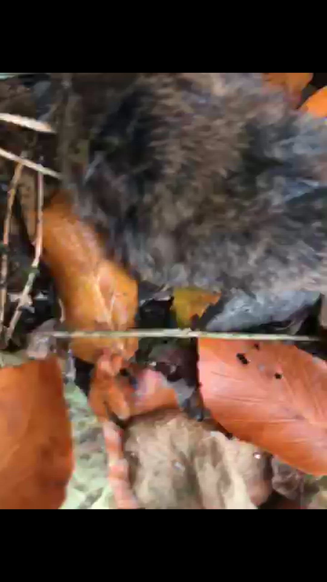 Video thumbnail for 78204691288  816D7C7C 31A0 4D04 B947 4B91A90143FD