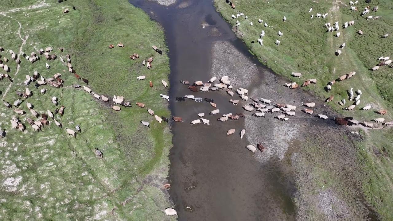Video thumbnail for China: Sheep Run in the Gaojiahu Wetland Park in Barkol.