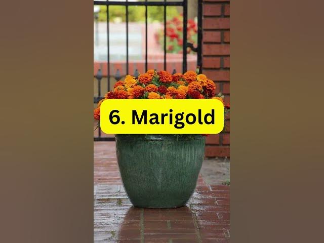 Video thumbnail for 9 Plants That Fix Bad Soil #plants #indoorplants #houseplants