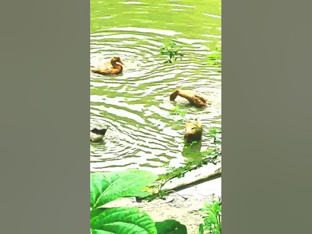 Video thumbnail for "পুকুরে হাসের পানিতে খেলা – প্রকৃতির নির্মল শান্তি#গ্রামবাংলা #NatureVibes #villagelife