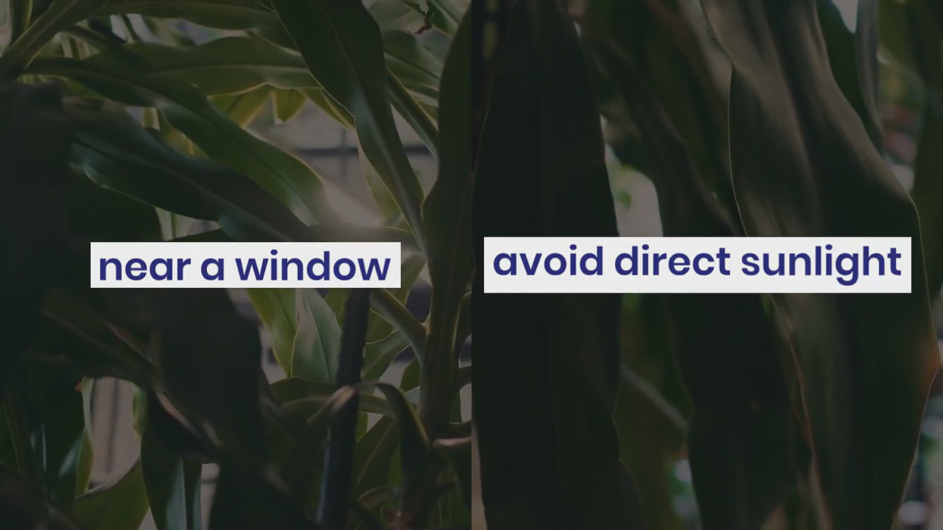 'Video thumbnail for How to Care for ZZ Plants'