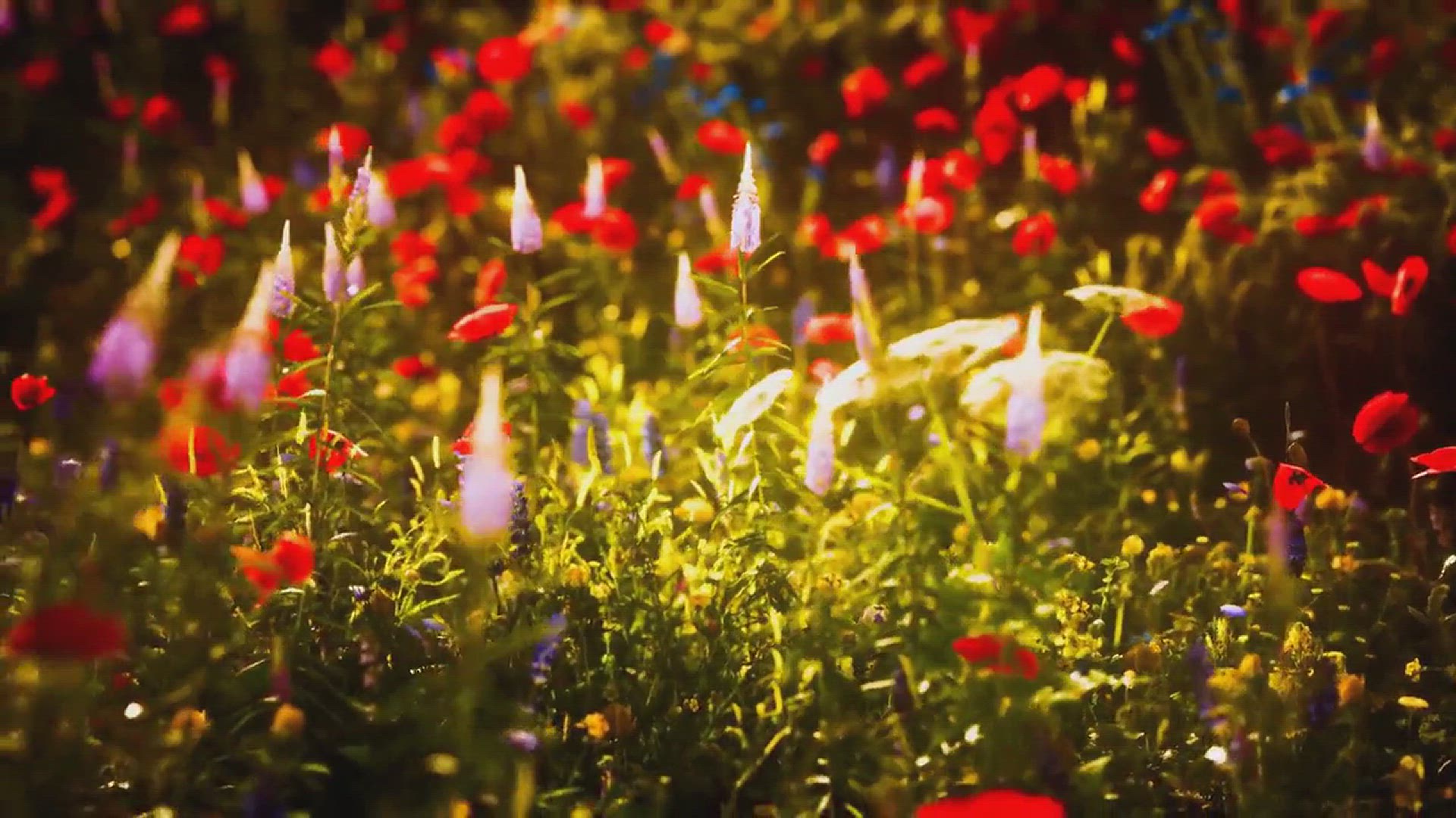 'Video thumbnail for Best Night-Blooming Plants for You'