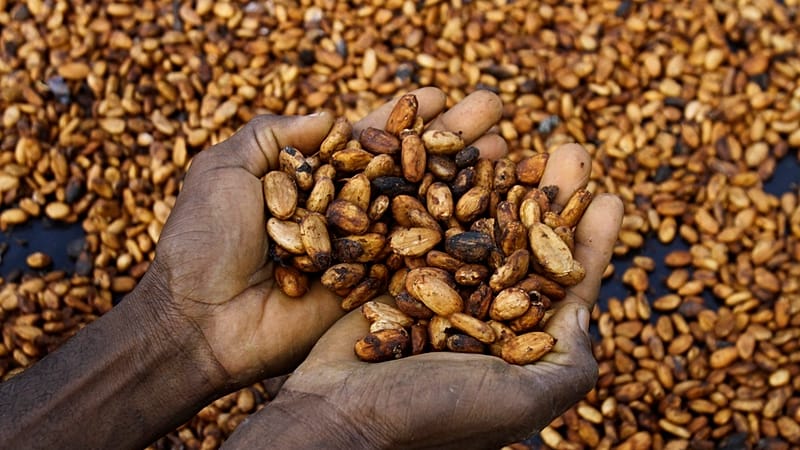 Video thumbnail for Ivory Coast to buy entire stockpile of cocoa beans as stocks pile up