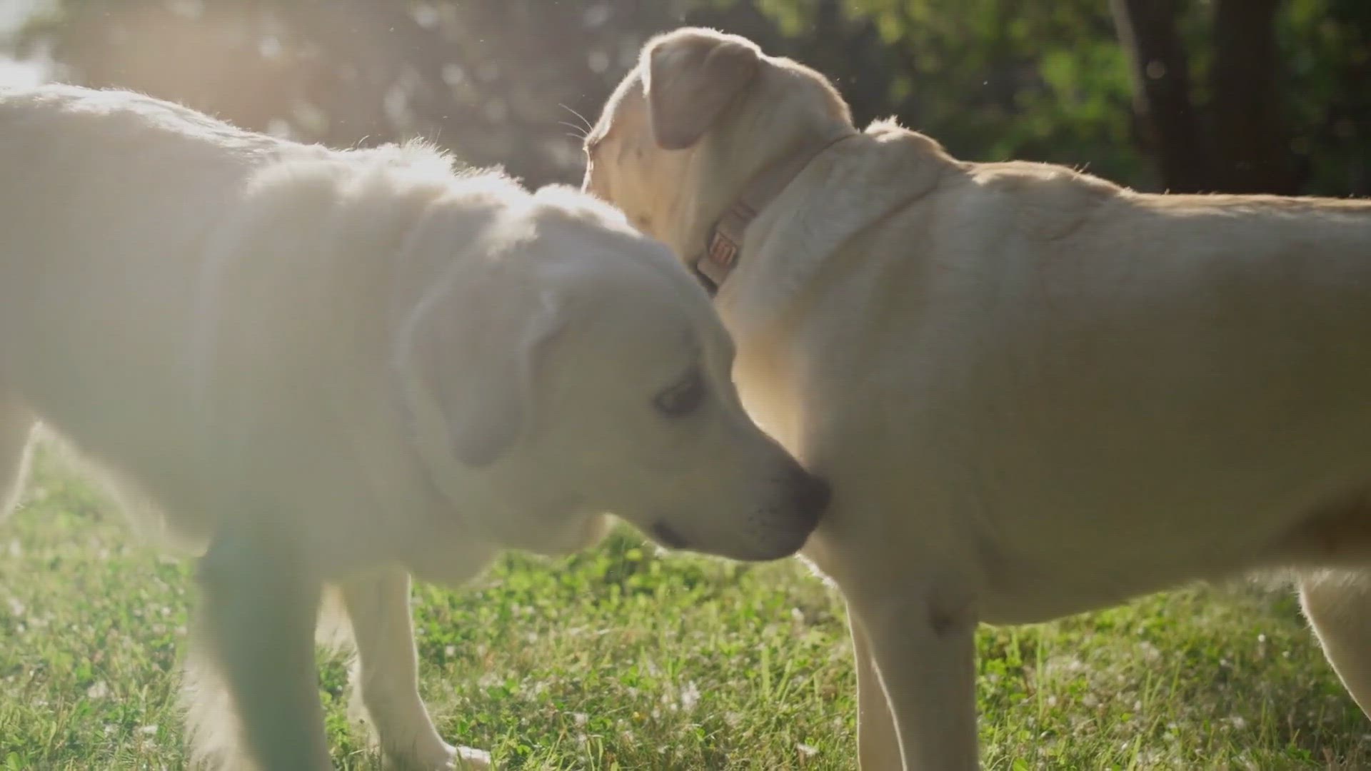 Video thumbnail for Unearthing the Mystery: Why Does My Dog Dig At Me? Understanding the Curious Behavior and Instincts Behind It