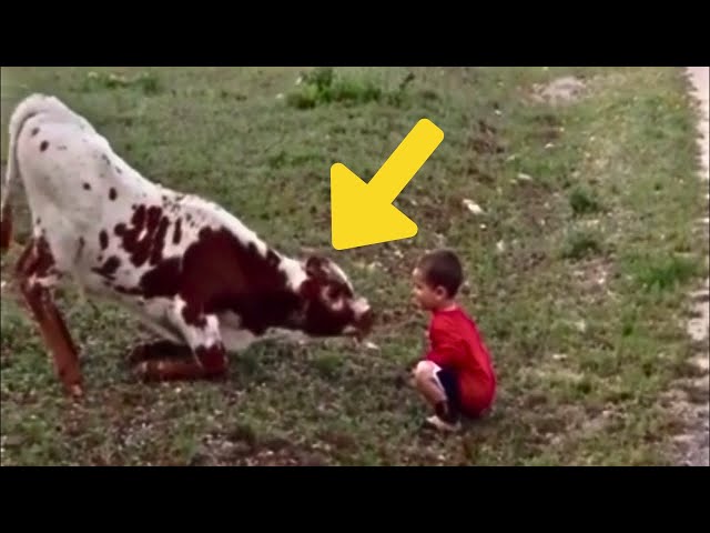 Video thumbnail for Baby Cow Meets Human Toddler for the First Time - This One Will Melt Your Heart