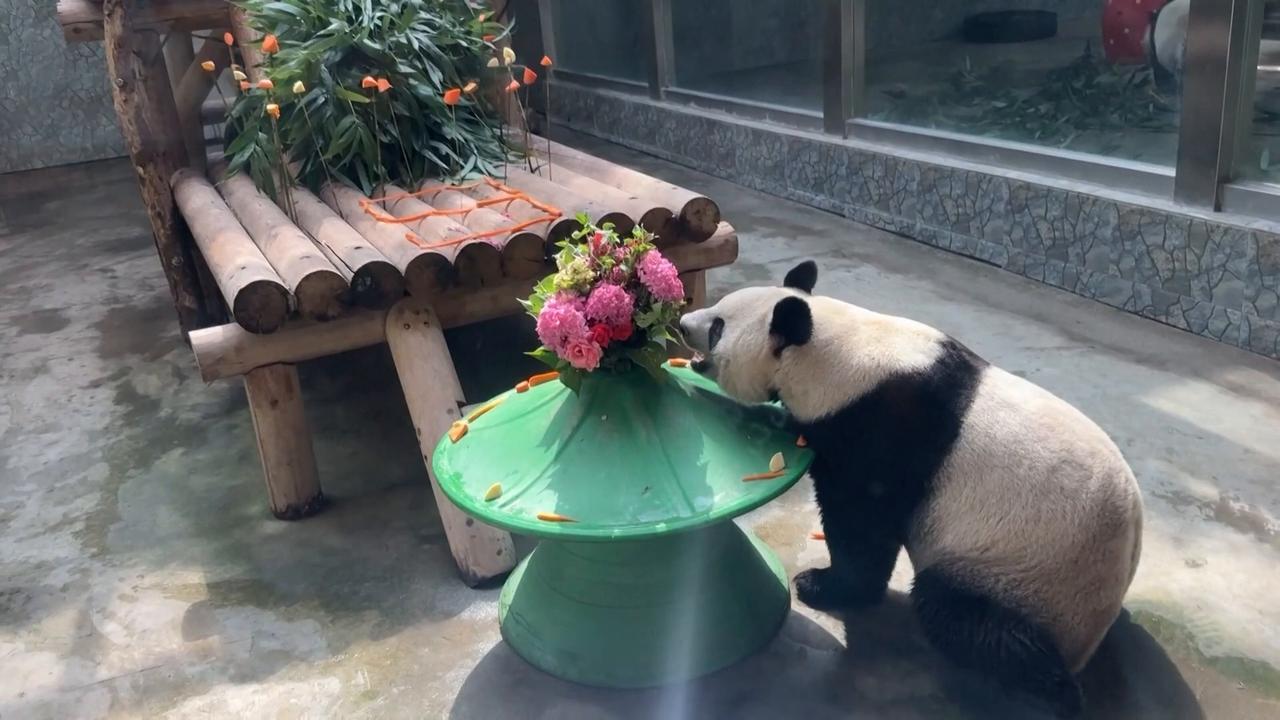Video thumbnail for China: Giant panda Meng Meng enjoys special cake for 9th birthday.