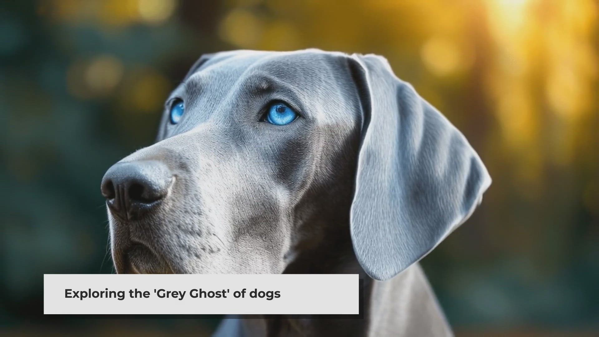 Video thumbnail for The Grey Ghost - The History of the Weimaraner