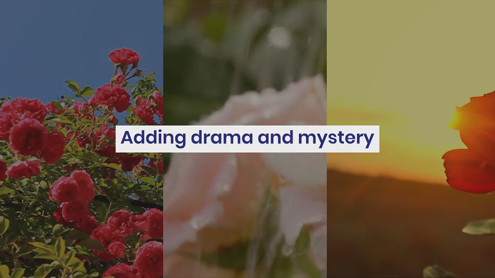 'Video thumbnail for Black and Red Rose Garden Ideas'