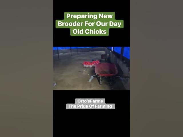 Video thumbnail for π₯π£ Preparing a New Brooder for Our Day-Old Chicks