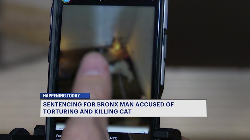 Video thumbnail for Daviid Mosley sentenced to maximum two years in jail for animal cruelty case
