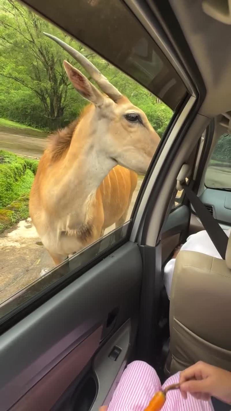 Video thumbnail for Family Safari Adventure at Taman Safari Bogor