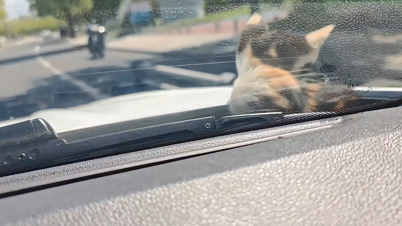 Video thumbnail for Kitten Calmly Rides on Car Hood Before Being Safely Let Down in Sichuan