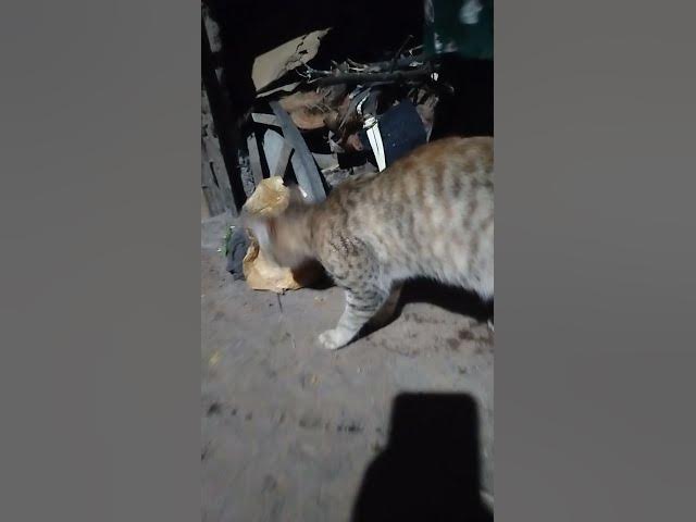 Video thumbnail for Asking For foods My Cat Moxie