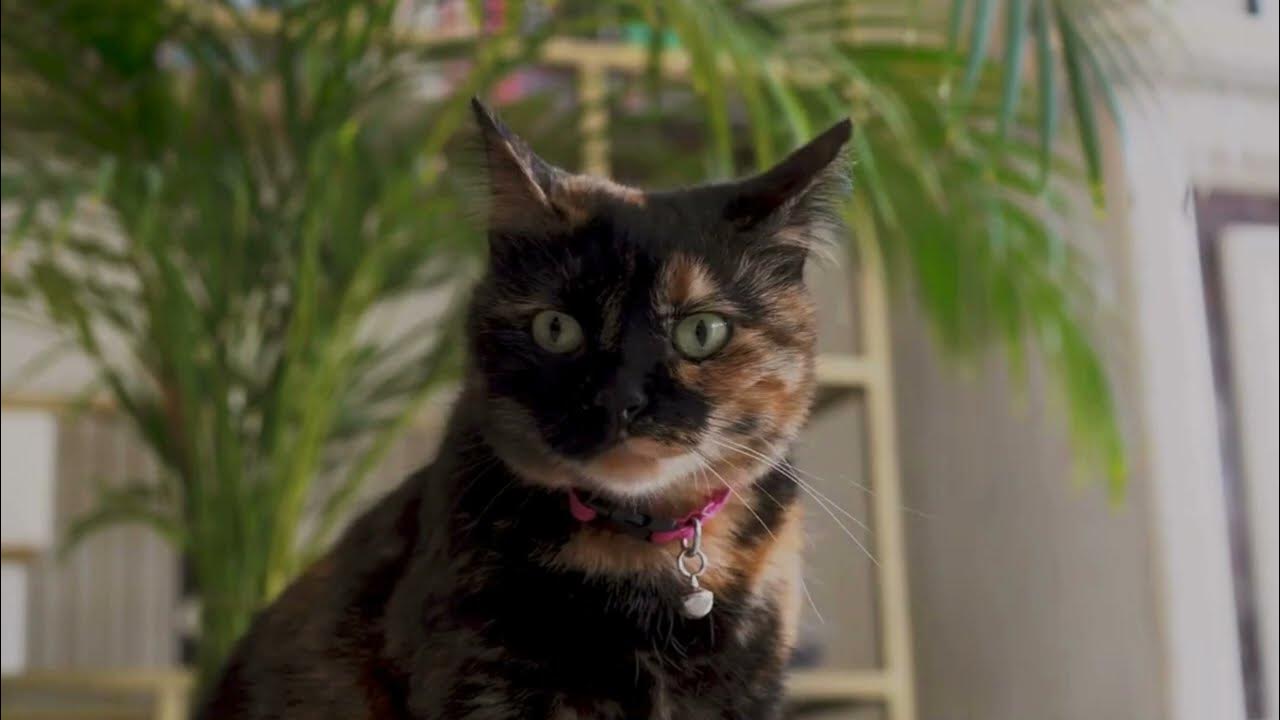'Video thumbnail for Tortoiseshell Ragdoll'