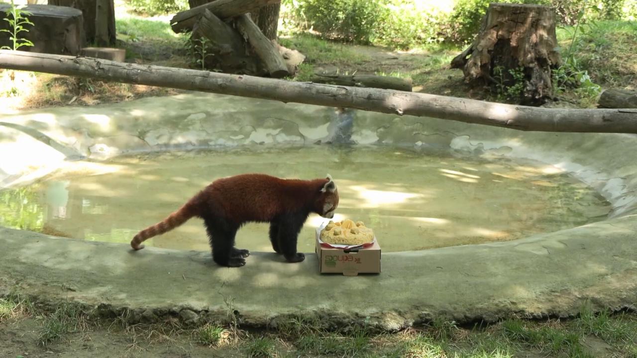 Video thumbnail for Türkiye: Red pandas in Türkiye's Bursa Zoo celebrate first birthday.