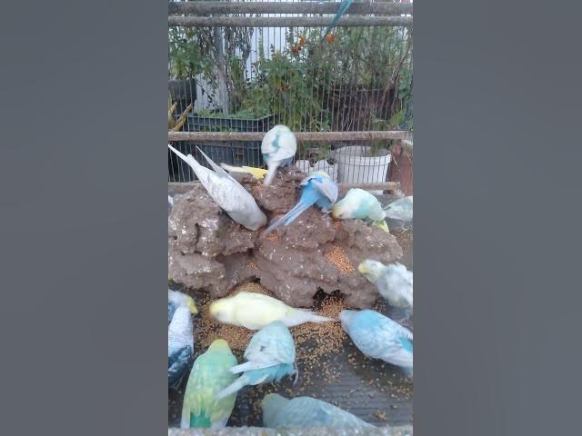 Video thumbnail for 🍊免疫アップに最高！インコが好きな果物TOP3✨