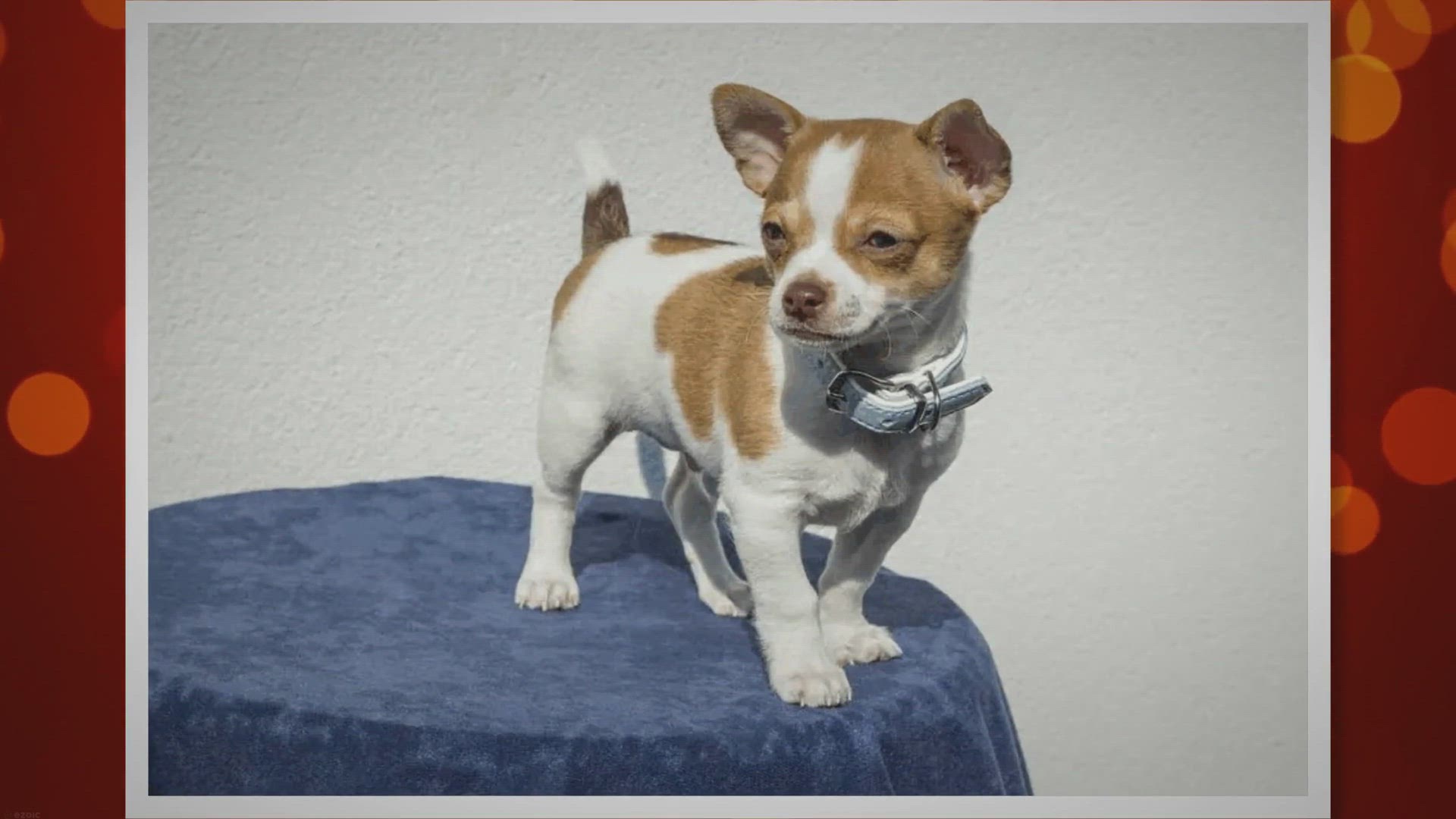 Video thumbnail for Jack Russell Chihuahua Mix (JackChi / Jackahuahua) - Pros & Cons