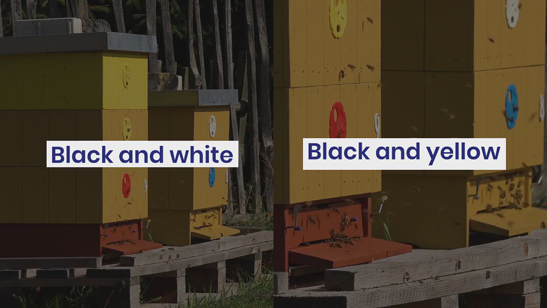 'Video thumbnail for How to Protect Yourself from Hornets'