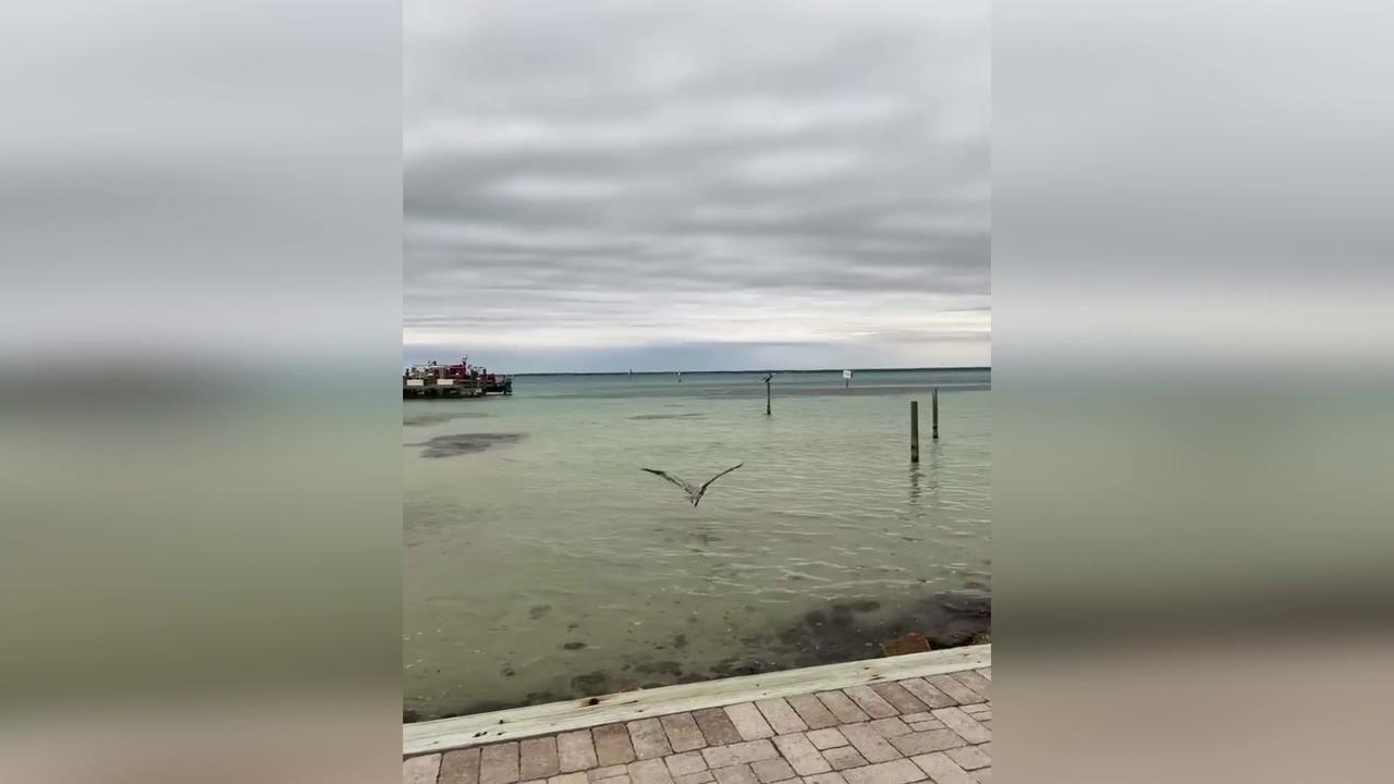 Video thumbnail for US: Firefighters Free Pelican Tangled In Fishing Line As Snow Falls In Florida.