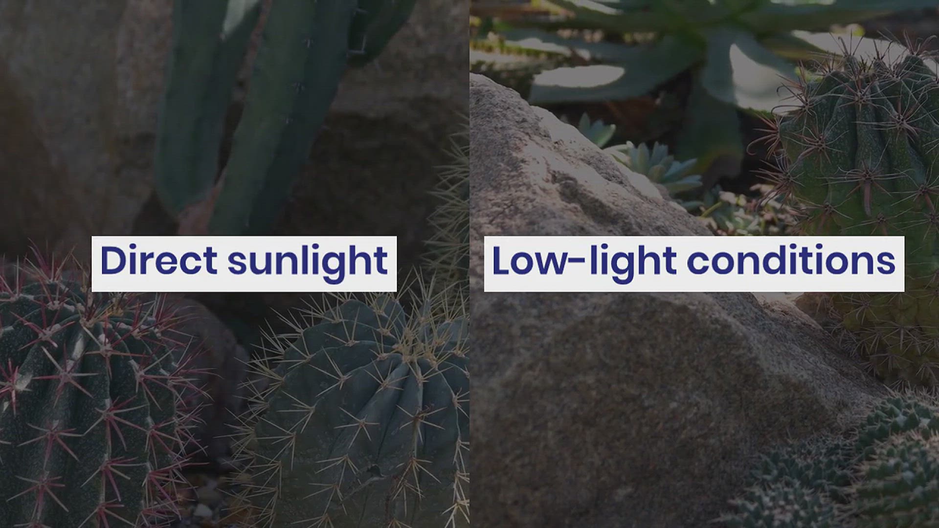 'Video thumbnail for How to Grow Cactus Plants'