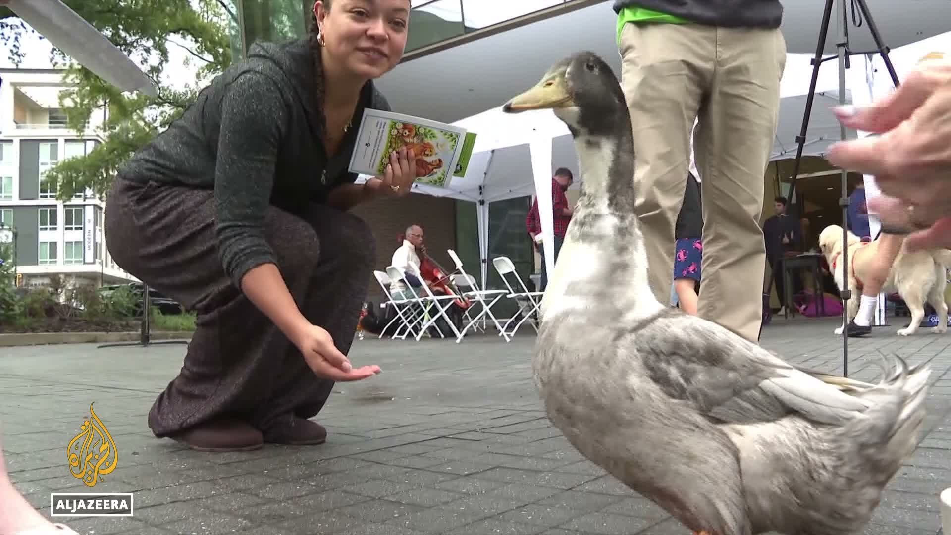 Video thumbnail for Foie gras debate goes to the ballots: Voters to decide foie gras ban on November 3
