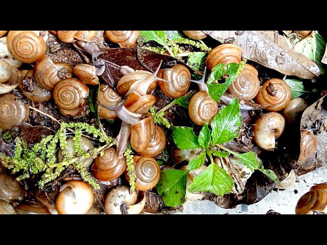 Video thumbnail for 🐌 Snails, 🐌 snial alot eating papaya fruits now 🦈 | 𝑴𝒆𝒕𝒉𝒐𝒅𝒔 #𝟗𝟔9066