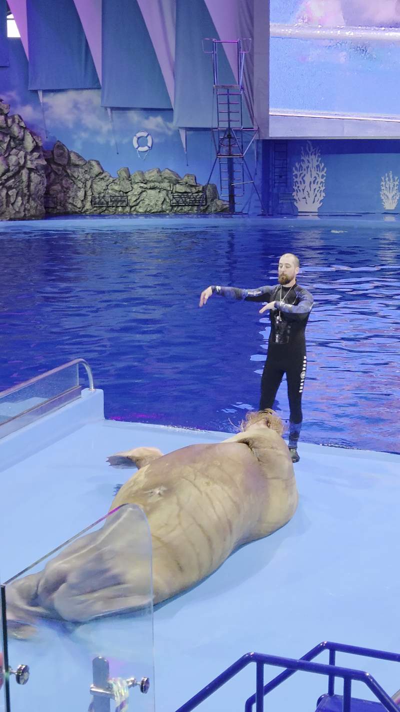 Video thumbnail for Walrus Performing Belly Dance with Trainer on Aquarium Stage