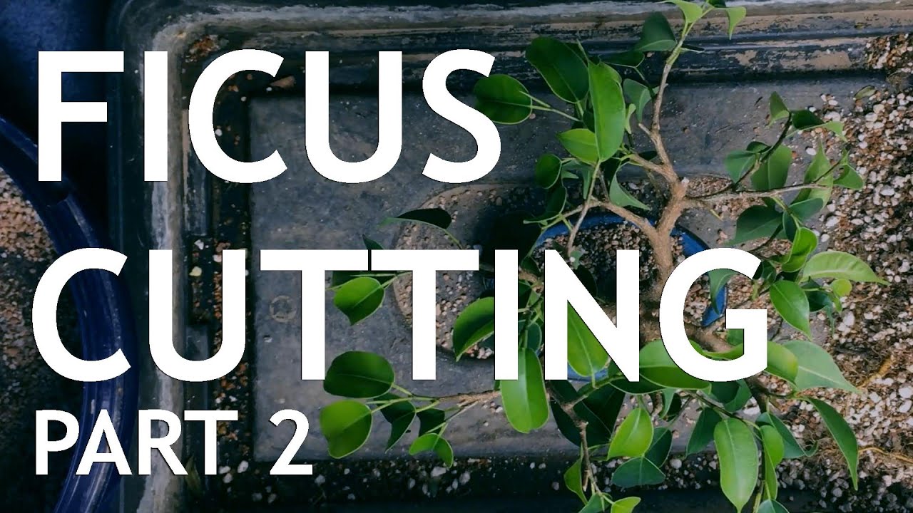 Video thumbnail for Ficus Cutting Bonsai, 2
