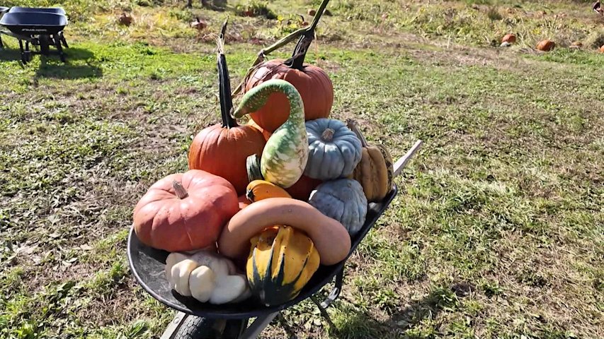 Video thumbnail for East End farms hope for busy weekend after rainy start to the fall harvest