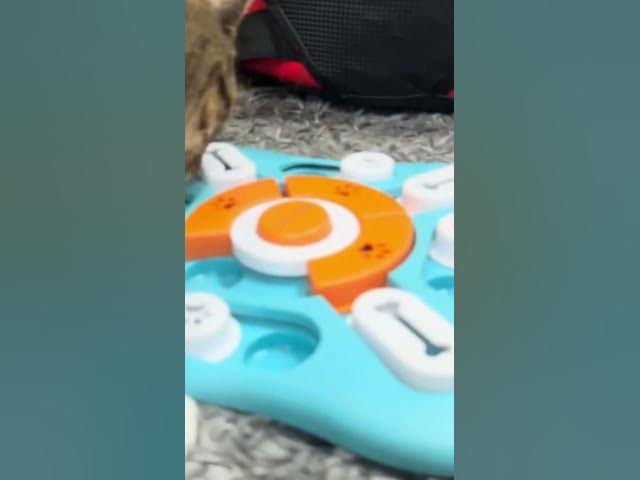 Video thumbnail for This dog treat puzzle makes the best cat toy #cat #cattreats