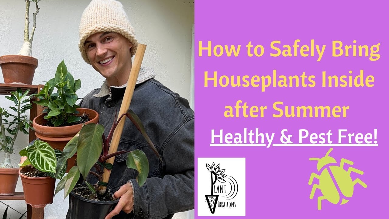 Video thumbnail for Bring HOUSEPLANTS Back Inside Safely & Pest Free after Summer