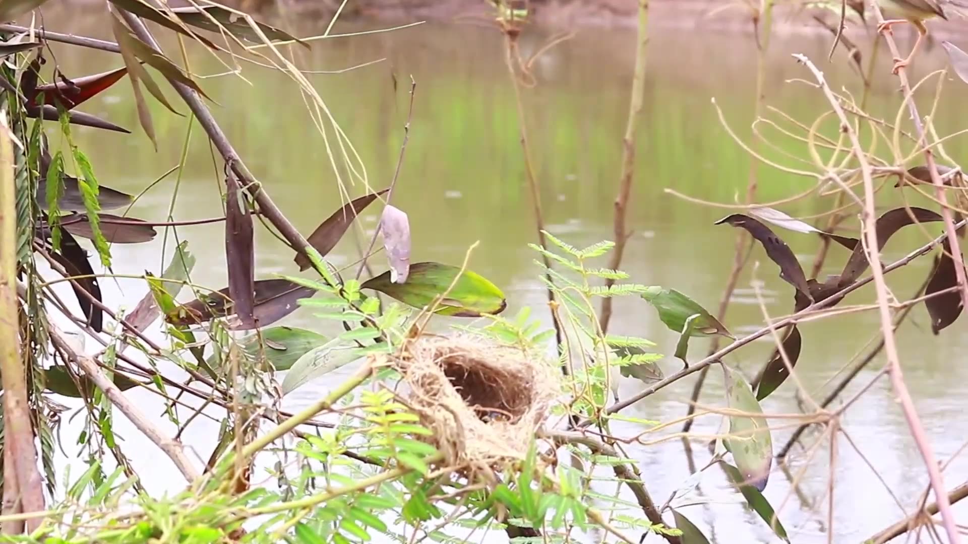 'Video thumbnail for Nest bird made on here | Mother's wild bird care babie now'