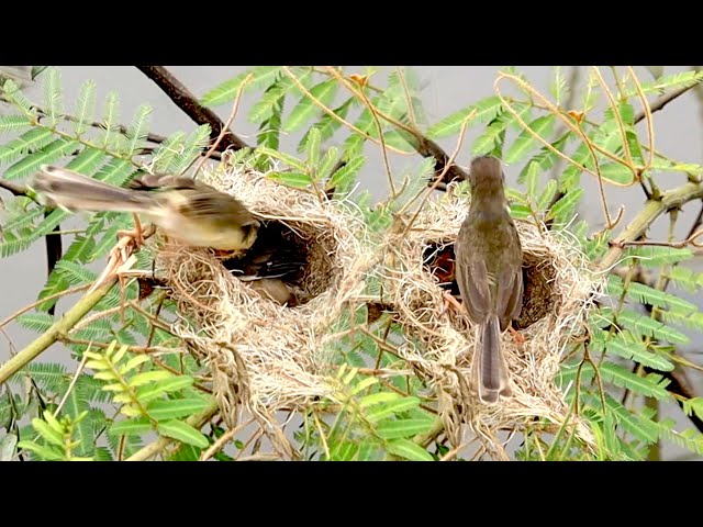 Video thumbnail for Wild momy's baby bird catch food eat here alot