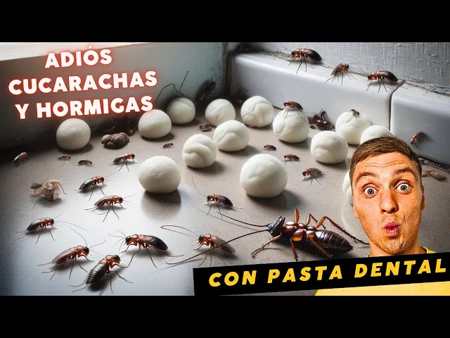Video thumbnail for El truco de la pasta de dientes para ahuyentar las cucarachas y las hormigas para siempre