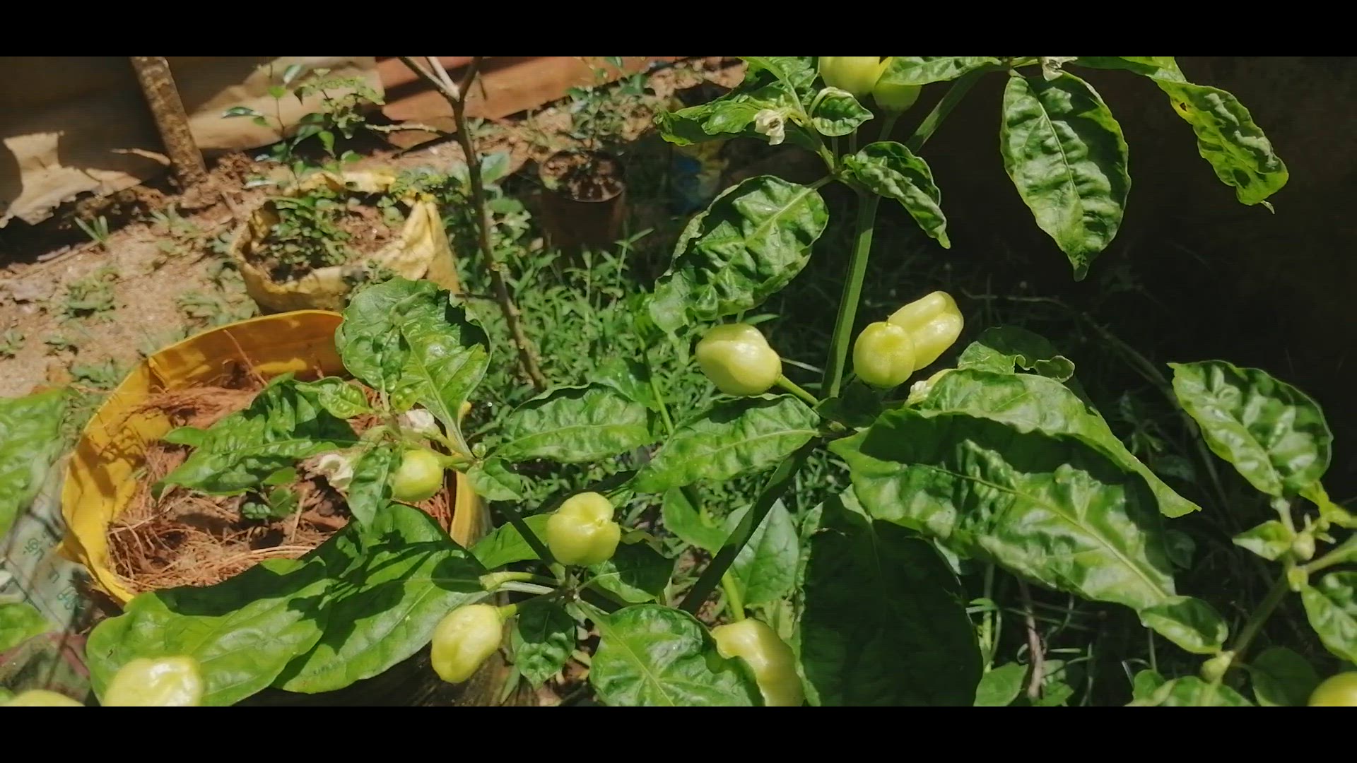 Video thumbnail for Capsicum Chinense Chillies
