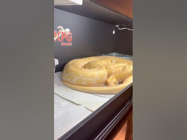 Video thumbnail for GIANT SNAKE🐍#snake