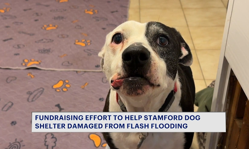 Video thumbnail for Community rallies around Stamford dog sanctuary devastated by July flash flooding