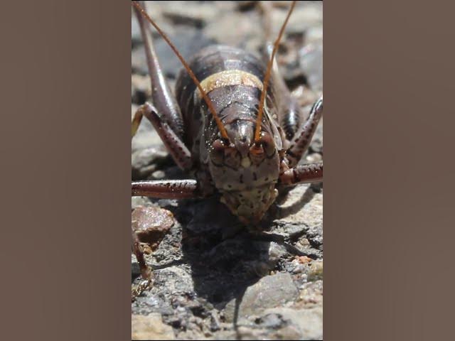 Video thumbnail for El #arte  de la #naturaleza #short #shorts #viral