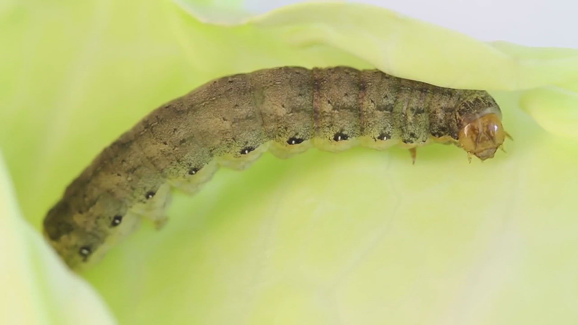 'Video thumbnail for How to Remove Caterpillars from Your Garden'