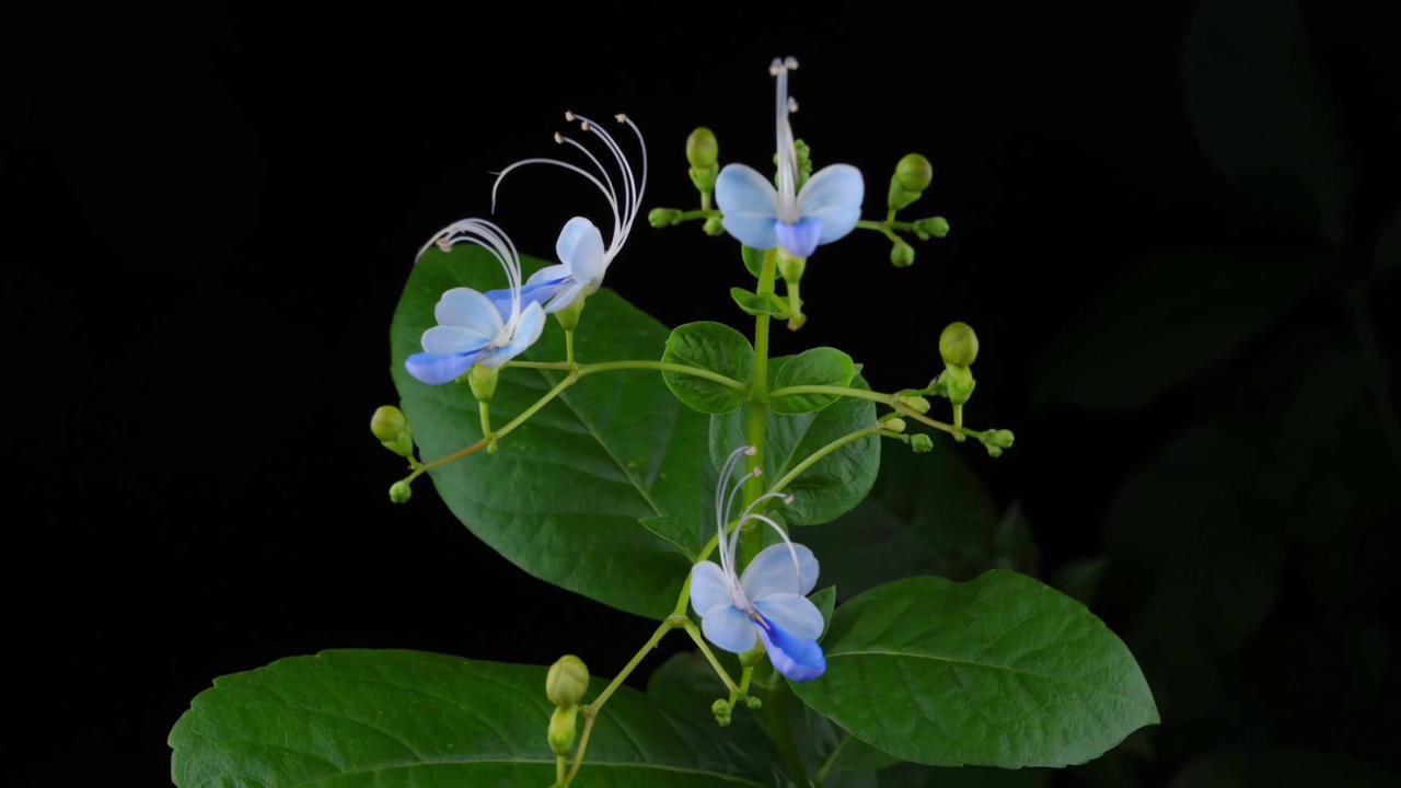 Video thumbnail for China: Time-lapse: Watch this flower bloom like a butterfly.