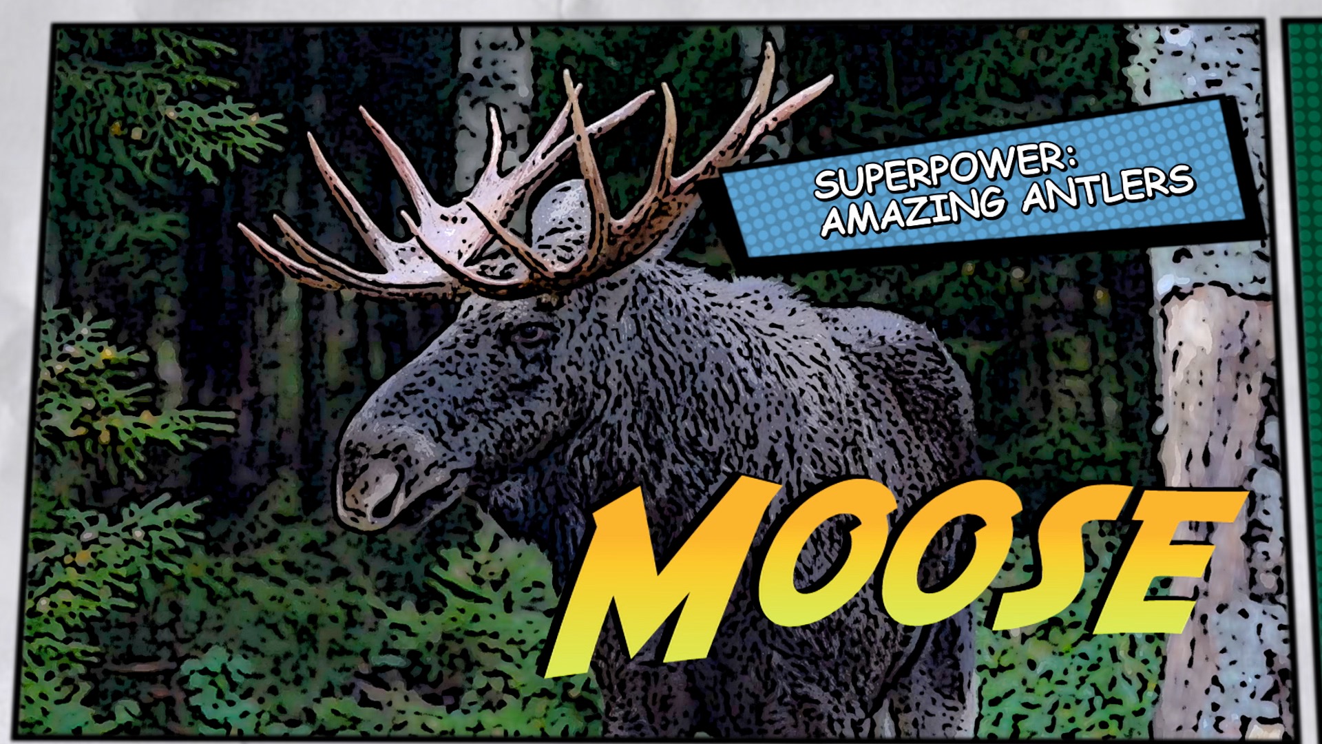 Video thumbnail for Super Animals -- Moose