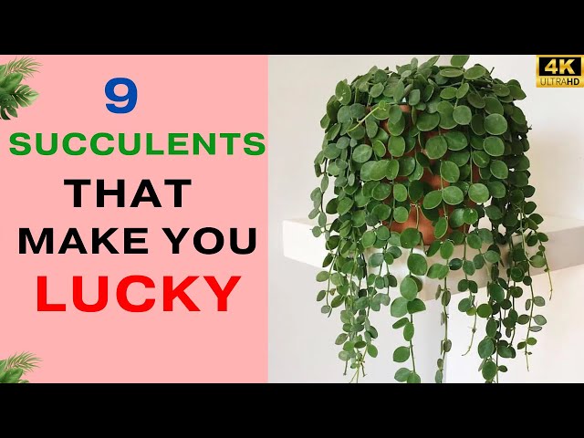 Video thumbnail for 8 Succulents that Make You Lucky | Good Luck Succulents