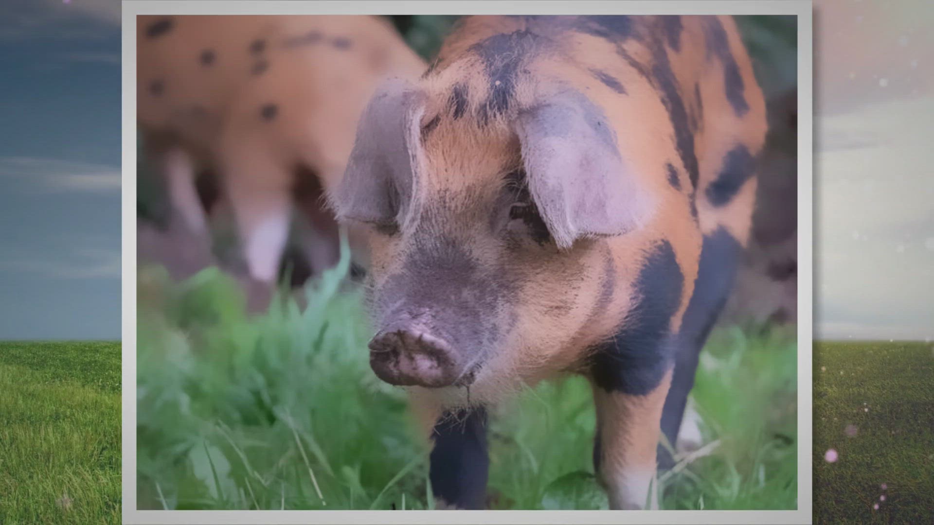 Video thumbnail for Oxford Sandy and Black Pigs: Uncovered Facts & History