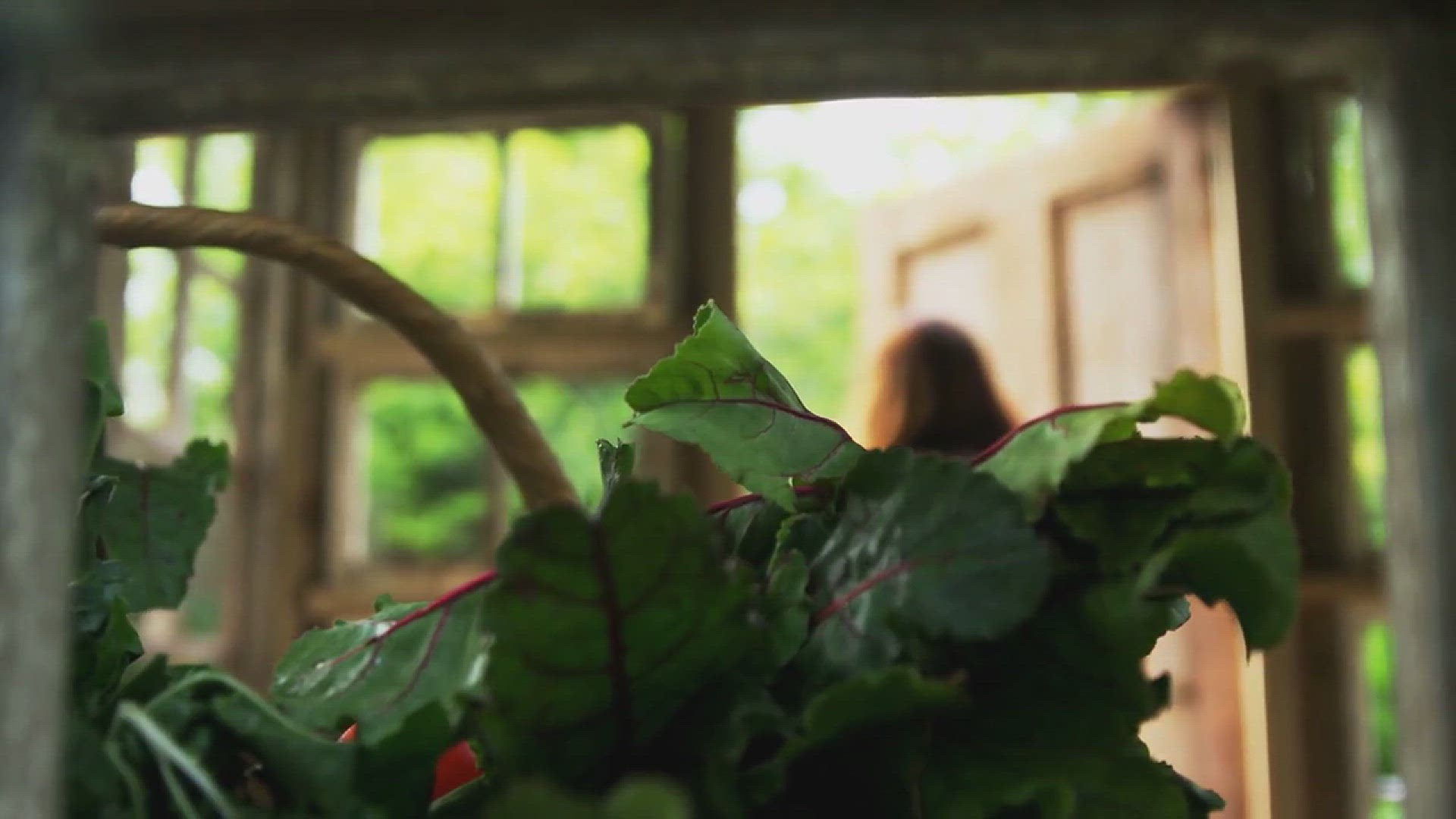 'Video thumbnail for How to Grow Kale'