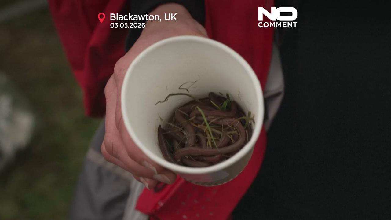 Video thumbnail for Participants compete to lure worms from the ground at quirky UK festival