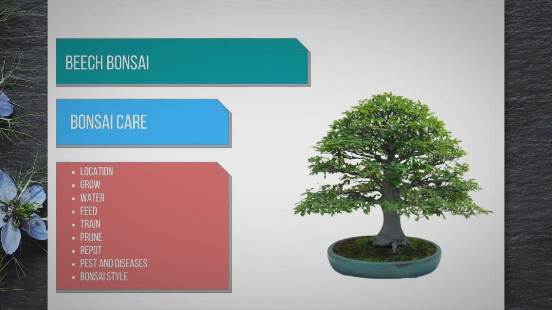 Video thumbnail for Beech bonsai care