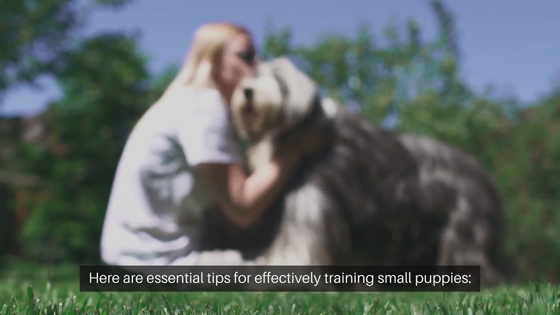 Video thumbnail for Training Small Puppies