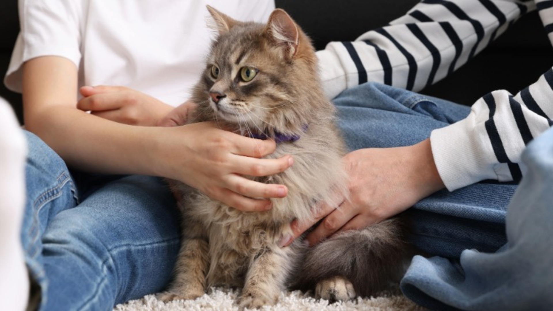 Video thumbnail for The Best Way To Introduce A Child And A New Cat