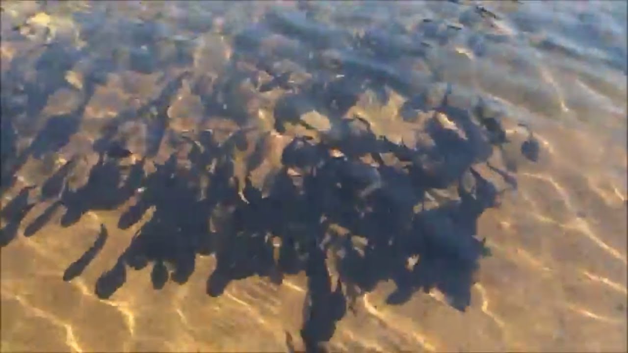 'Video thumbnail for Fish in a river/Fish colony in a river/Group of fish in a river water'